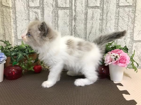 animal_image