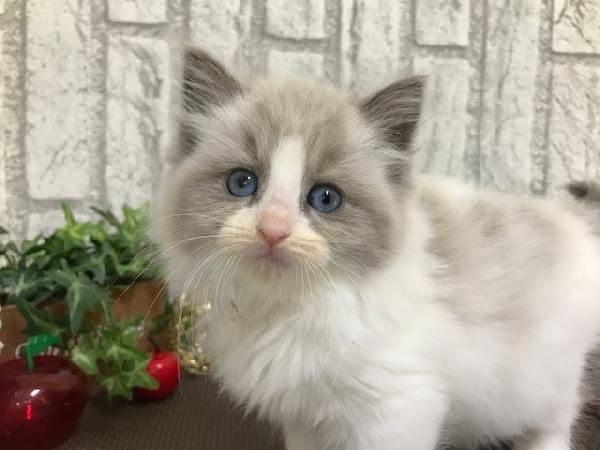animal_image