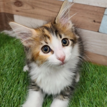 animal_image