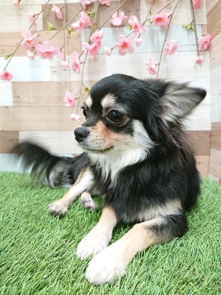animal_image