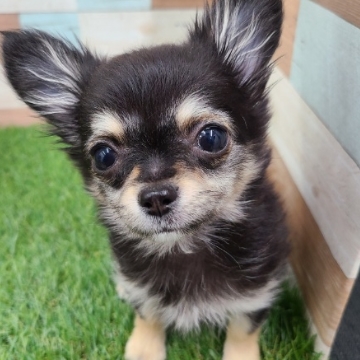animal_image
