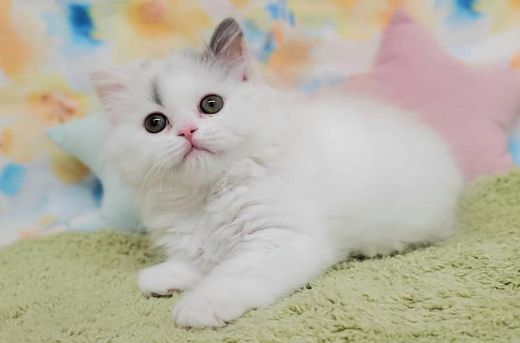 animal_image