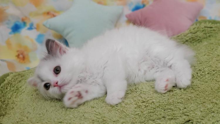 animal_image