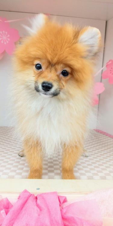 animal_image