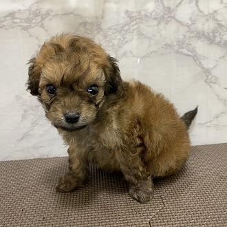 animal_image