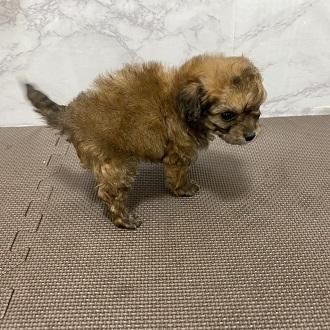 animal_image