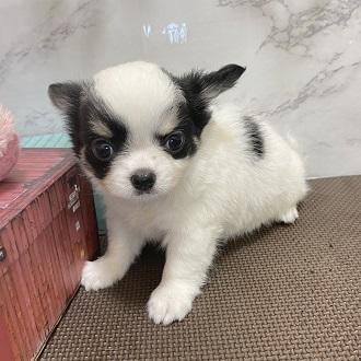 animal_image
