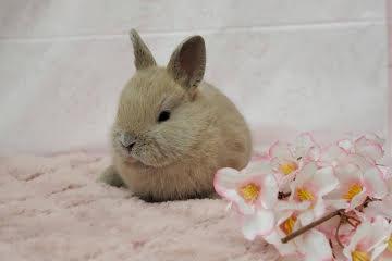animal_image
