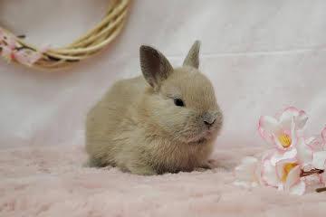 animal_image
