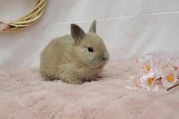 animal_image