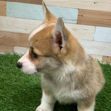 animal_image