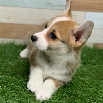 animal_image