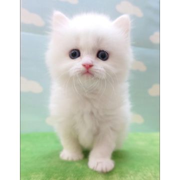 animal_image