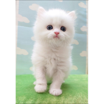 animal_image