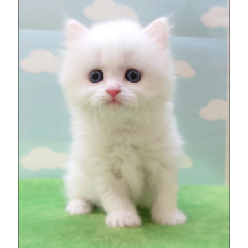 animal_image