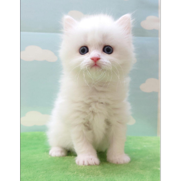 animal_image