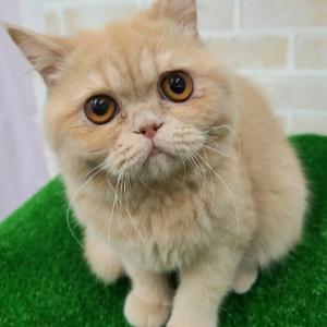 animal_image