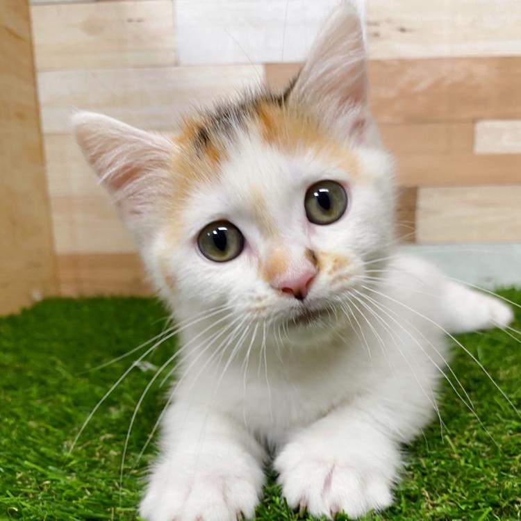 animal_image