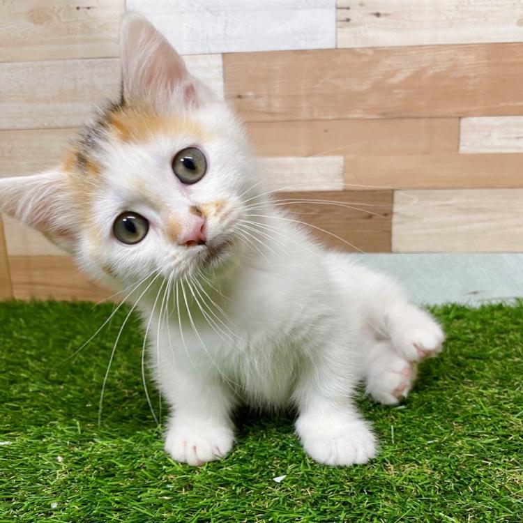 animal_image