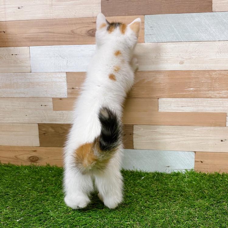 animal_image
