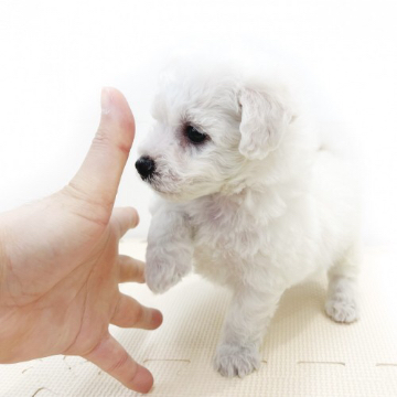 animal_image
