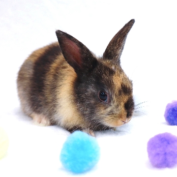 animal_image