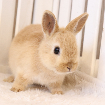 animal_image