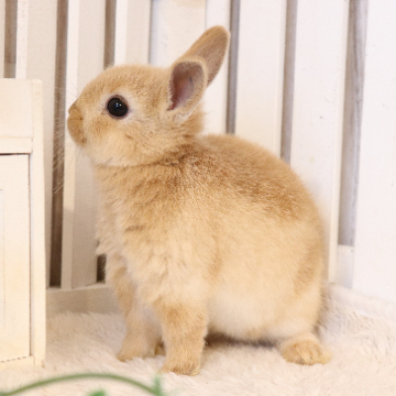 animal_image