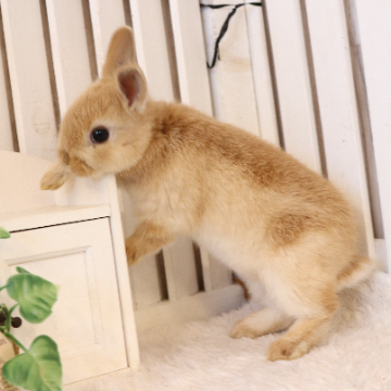 animal_image