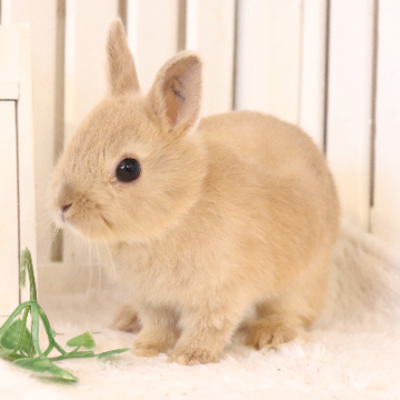 animal_image