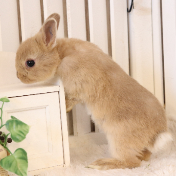 animal_image