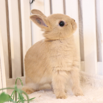 animal_image