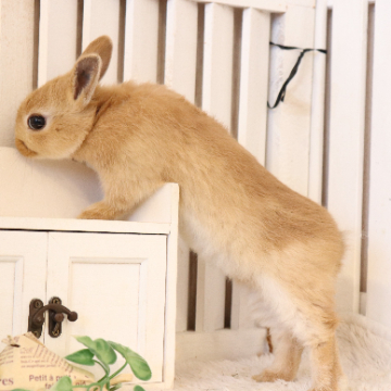 animal_image