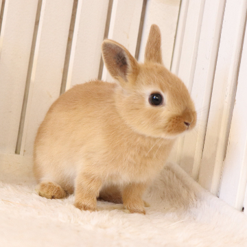 animal_image