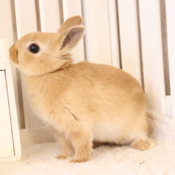 animal_image