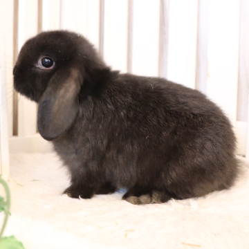 animal_image
