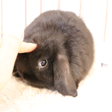 animal_image