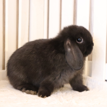 animal_image