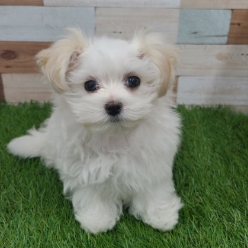 animal_image