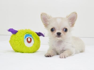animal_image