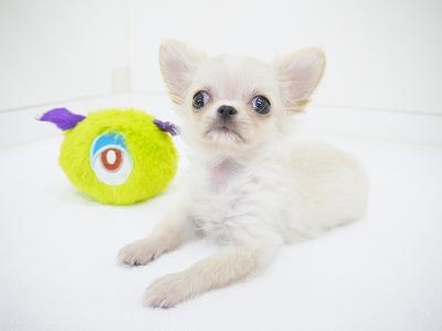 animal_image