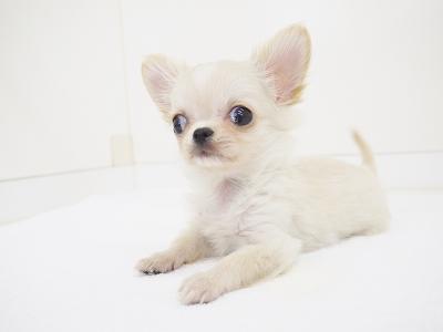 animal_image