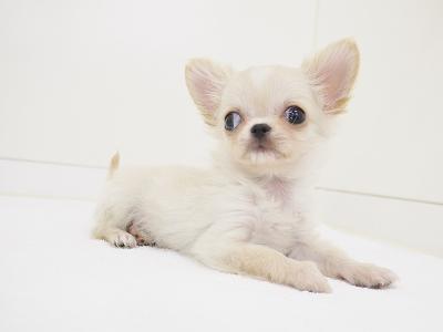 animal_image