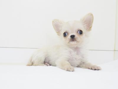 animal_image