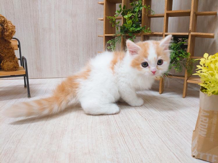 animal_image