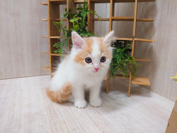 animal_image