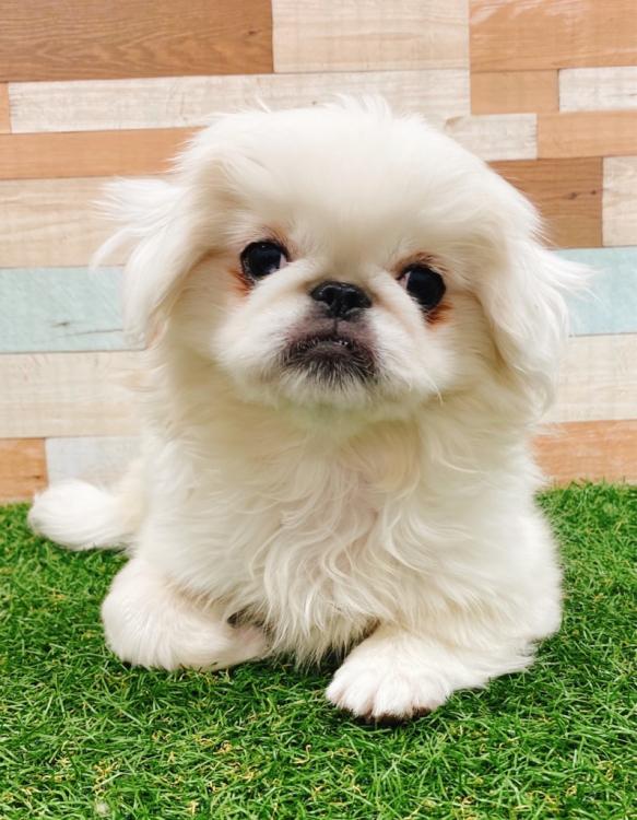 animal_image