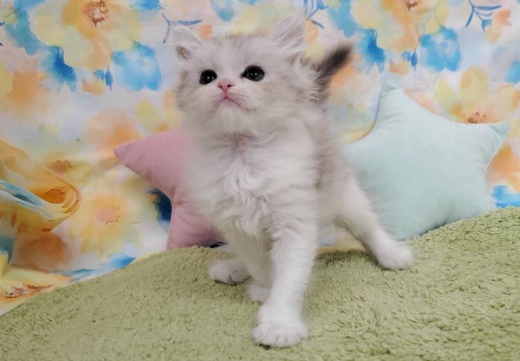 animal_image