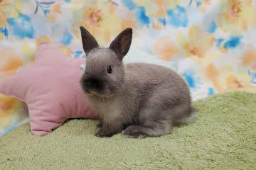 animal_image