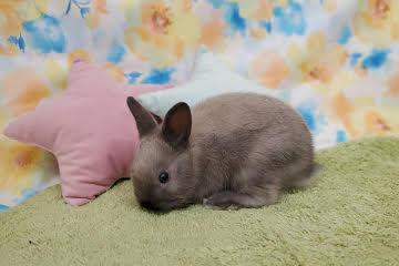 animal_image